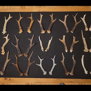 European roe deer antler SET Real natural antler PAIR shed antler Home decor real deer skull carving Present Set gift