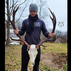 Deer ANTLERS SET with REAL deer skull ! | Pair of Red deer stag | European Red deer antlers | Self montage kit | Deer Trophy |