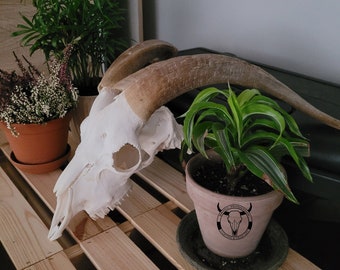 HUGE goat skull - PERFECT WHITE domestic goat skull | Capra hircus | gift for collector of skulls | rural decoration | vintage decoration