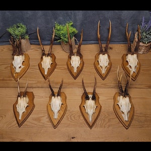 Real Roe deer trophy on wooden board | office decoration | birthday gift | old-fashioned decoration | gift for huntsman | gift for grandpa
