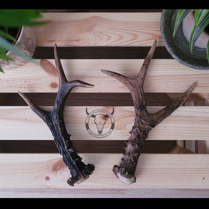 European roe deer MEDAL antlers - HUGE antlers | Large and heavy deer antlers | Antlers for craft | Antlers for knive | Gift for a collector