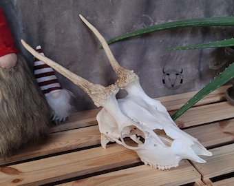 Cheap Fallow Deer Skull with Antlers - Craft Ready - Affordable Natural Art - Rustic Cabin Accent - Wildlife Gift | bone for crafting | bone