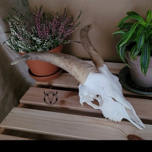 REAL domestic GOAT skull - white bovine skull, vintage decoration, birthday gift, gift, living room decoration, country cottage decoration