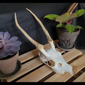 Real SIKA DEER trophy | Polish SIKA deer | Vintage decoration | Wall mount trophy | Sika deer antlers | Perfect present set !