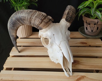 HUGE RAM SKULL - Real White Ram Skull | Skull of a domestic sheep | Ram trophy | Gift for the skull lover | Ram skull for crafts | Sheep