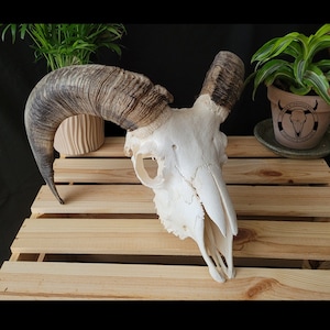 HUGE RAM SKULL - Real White Ram Skull | Skull of a domestic sheep | Ram trophy | Gift for the skull lover | Ram skull for crafts | Sheep