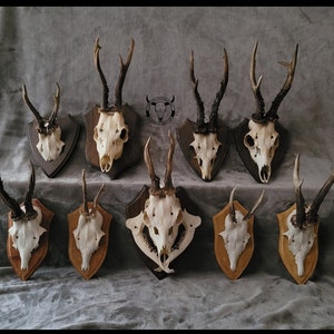 Etsy deer antlers hotsell