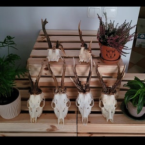 VERY UNIQUE Roe deer antlers | Atypical antler deformation | Rare antlers | Unique hunting trophy | Capreolus Capreolus Latin name !!