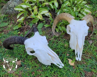 Real RAM skulls - white skulls for the altar | bone decoration | hunting decoration | birthday gift | Christmas gift | skull for crafting