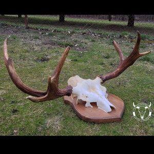 SWEDISH MOOSE !! | Real animal | Great hunting decoration | Natural decoration | Big Moose trophy | A moose hunting trophy on a board !!