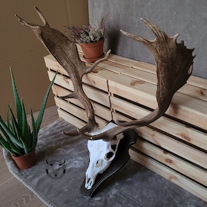 Real HIGH quality FALLOW DEER trophy - wall mounted animal trophy | gift for skull lover | crafting material | natural decoration | skull