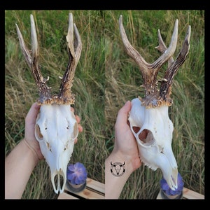 Real Roe deer skull | Plain skull of a European roe deer | Present for the hunter | Gift for taxidermist |Natural decoration | Birthday gift