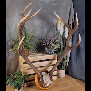 Real RED DEER antlers - skull | Deer antlers mounted on the wall | A gift for the hunter | Rural wall decoration | Deer hunting trophy