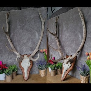 Real european RED DEER skull - trophy | Wall mounted deer trophy | Perfect white deer skull |  Hunting decoration | Real deer trophy |