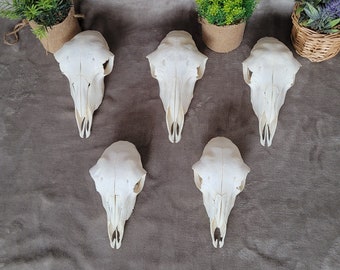 Real Domestic Sheep Skull - Authentic Mouflon Skull for Crafts and Decor - Unique Natural Beauty for Art Projects and Displays, collectibles