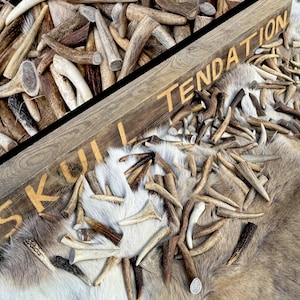 Red Deer Antler Tips | Real Antler Points for Viking Jewelry, Crafts, Cosplay, Runes, Bushcraft | Natural Antler Ends in Bag | DIY projects