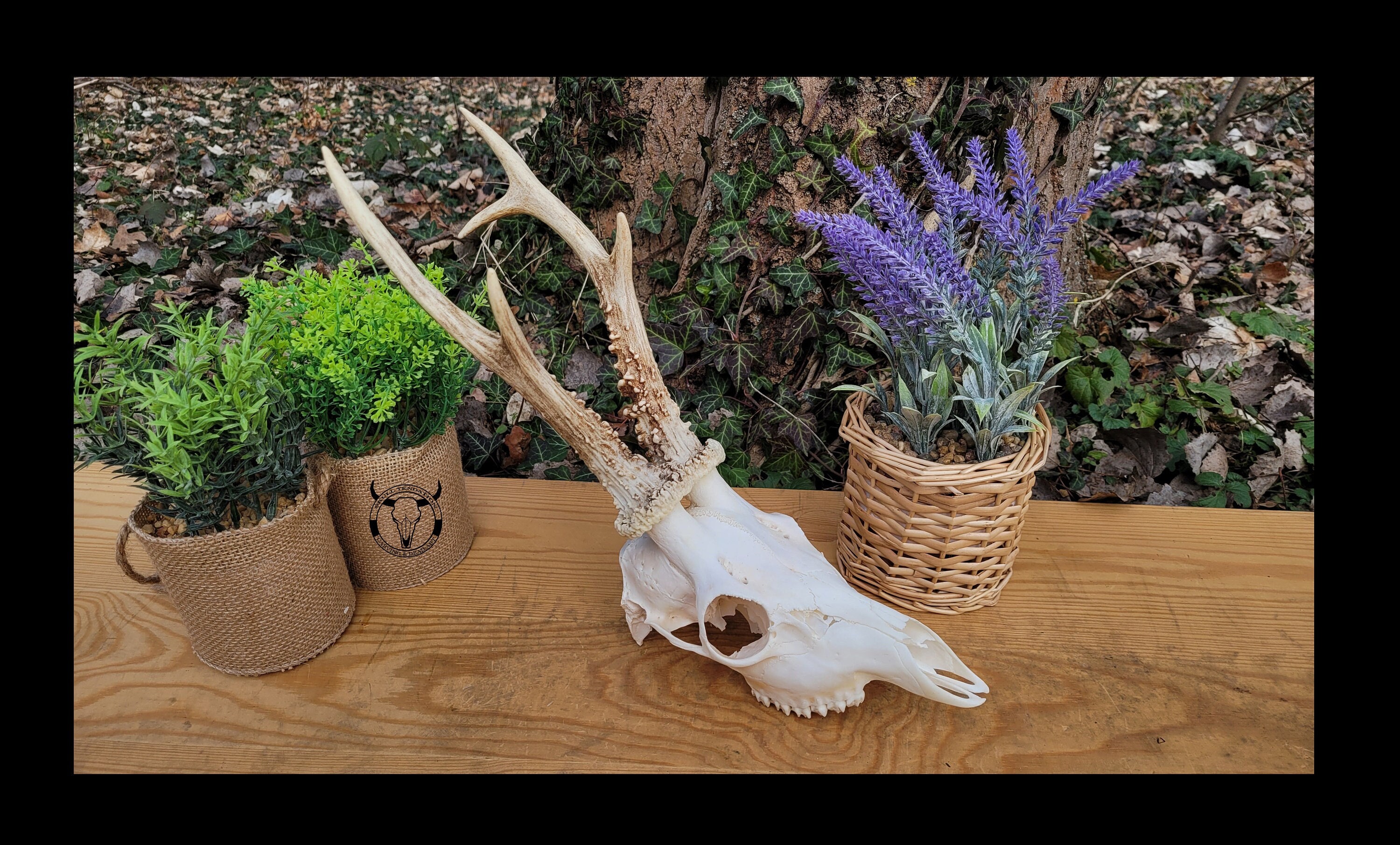 Echter REH Schädel - Schlichter Hirschschädel mit Geweih | Perfektes Geschenk - Geschenkset, Geburtstag | Jagdtrophäe - natürliche Dekoration !