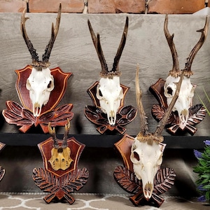 European roe deer skull mount on carved wooden plaque with detachable hooks