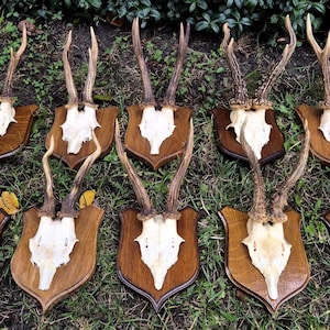 European roe deer skull with antlers on wooden board – rustic wall trophy decor