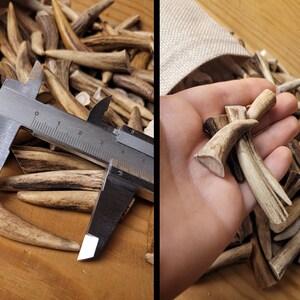 Real Roe Deer Antler Tips: Affordable, Versatile, Perfect for Necklaces, Jewelery, Crafting viking jewelery, handicraft material bones shed image 7