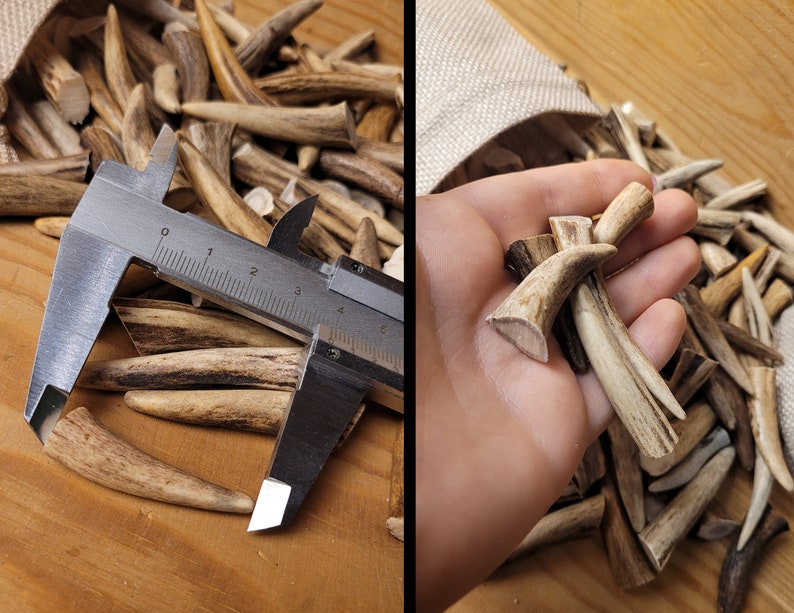 Real Roe Deer Antler Tips: Affordable, Versatile, Perfect for Necklaces, Jewelery, Crafting viking jewelery, handicraft material bones shed image 7