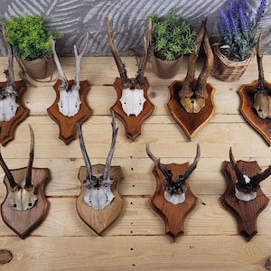WALL HANGER | Skull of a European roe deer on a wooden board | Prestigious decoration | Old-fashioned style | European roe deer trophy