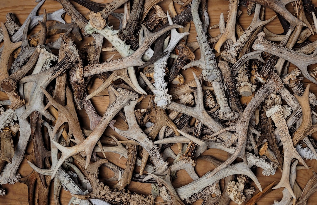 Cheapest Roe RANDOM Real CHEAP Roe Deer ANTLERS Set Pair - Cheap Antlers for Craft ...