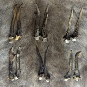 May include: A collection of deer antlers in various sizes and shapes, arranged on a textured, light brown surface. The antlers display a range of natural colors, from light beige to dark brown, with textured surfaces and varying degrees of curvature.