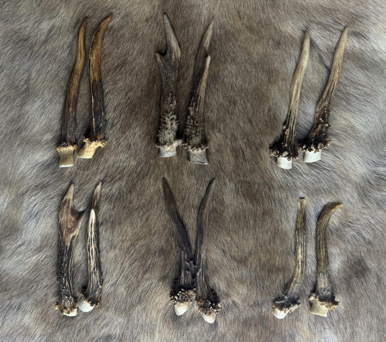 May include: A collection of deer antlers in various sizes and shapes, arranged on a textured, light brown surface. The antlers display a range of natural colors, from light beige to dark brown, with textured surfaces and varying degrees of curvature.