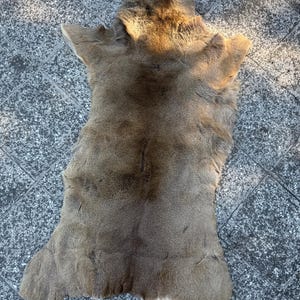May include: A tanned deer hide, showcasing a natural color palette of browns and tans. The hide is laid out, displaying the shape of the animal, including the ears and a white patch near the tail. The fur appears soft and textured.