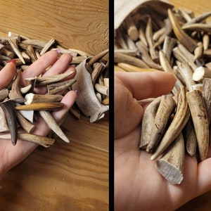 Real Roe Deer Antler Tips: Affordable, Versatile, Perfect for Necklaces, Jewelery, Crafting viking jewelery, handicraft material bones shed image 3