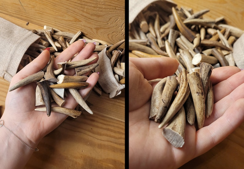 Real Roe Deer Antler Tips: Affordable, Versatile, Perfect for Necklaces, Jewelery, Crafting viking jewelery, handicraft material bones shed image 3