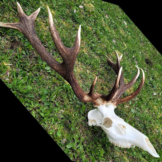 hirschschädel künstlich Künstlicher Hirschkopf, künstlicher Tierkopf, Wanddekoration, handgefe –  acacuss main image 0