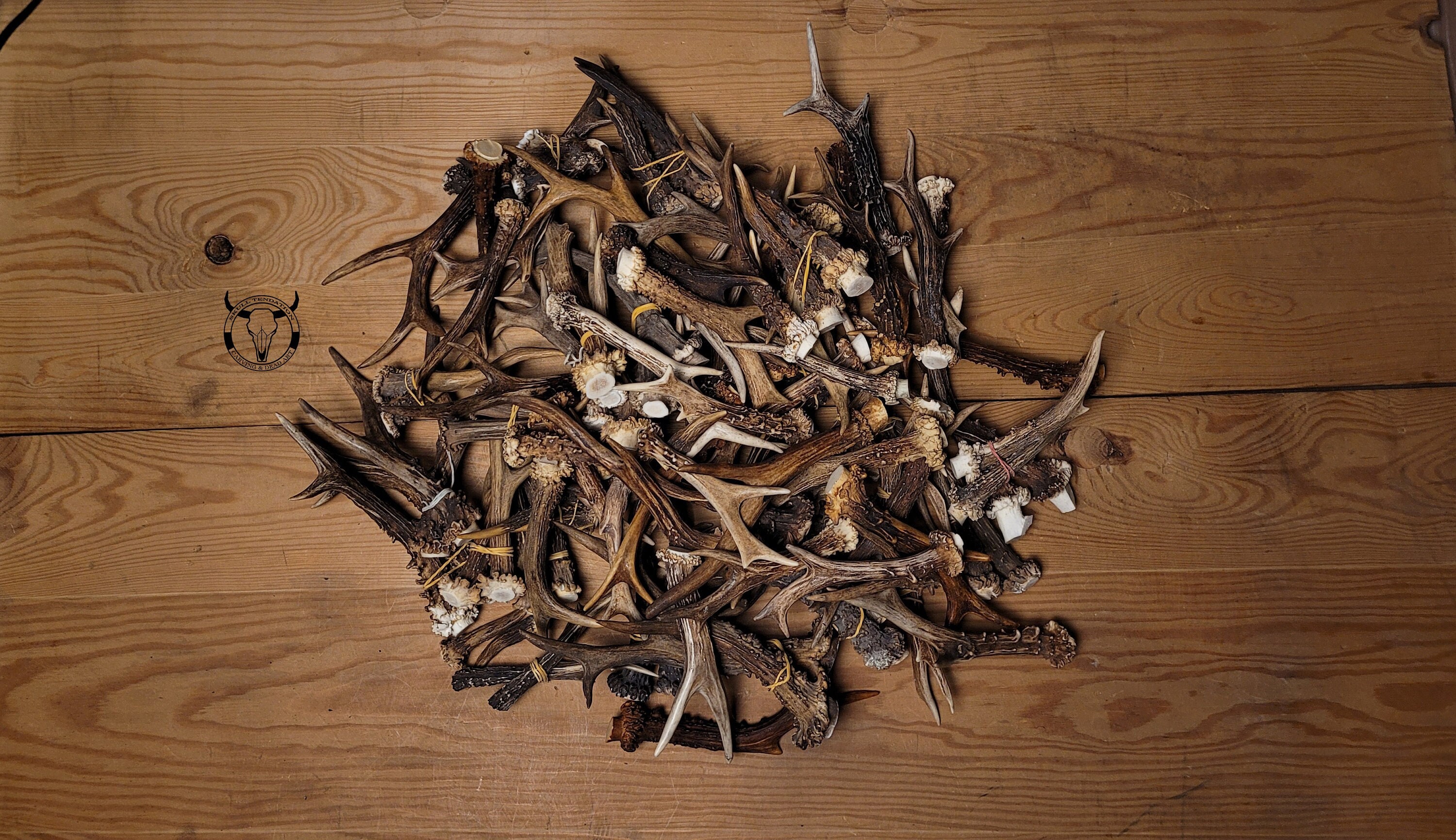 RANDOM REAL ANTLERS - Roe deer antlers, antlers for crafting, present for huntsman, cheap antlers, random pick - pair or single antler, shed