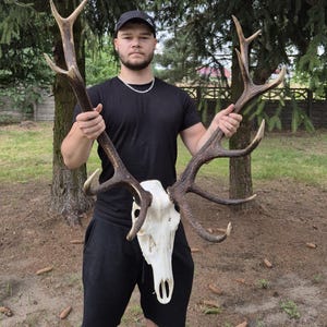 Real Red Deer Skull with Antlers | European Trophy Mount | Rustic Wall Decor | Ethical Hunting Gift | Antler Skull Art | Cabin Lodge Decor