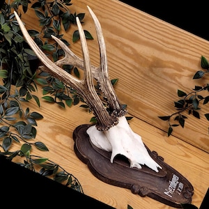 Medal-size European roe deer skull on plank, 38 cm rustic hunting wall decor