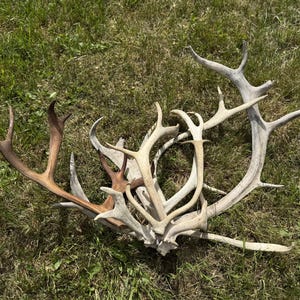Real Reindeer Antler Shed • Authentic Caribou Antlers • Rustic Forest Decor • Natural Display Piece • Nordic Cabin Style Antler