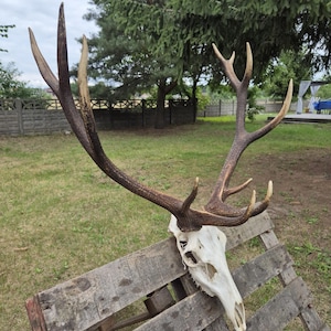 HUGE Deer ANTLERS set with REAL deer skull ! | Pair of Red deer stag | European Red deer antlers | Self montage kit | gift for hunter