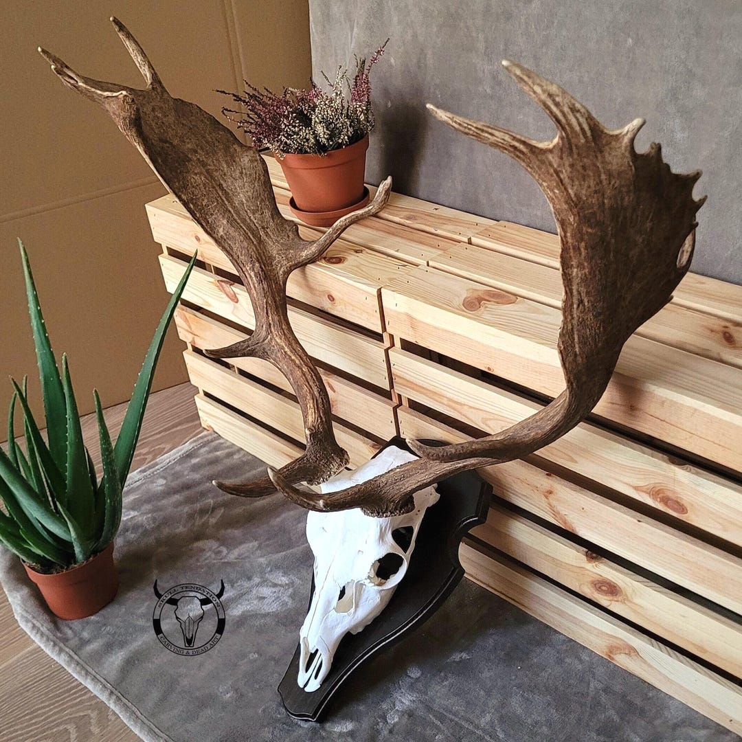 Fallow Deer Skull Trophy – Wall Mounted Antlers, Natural Home