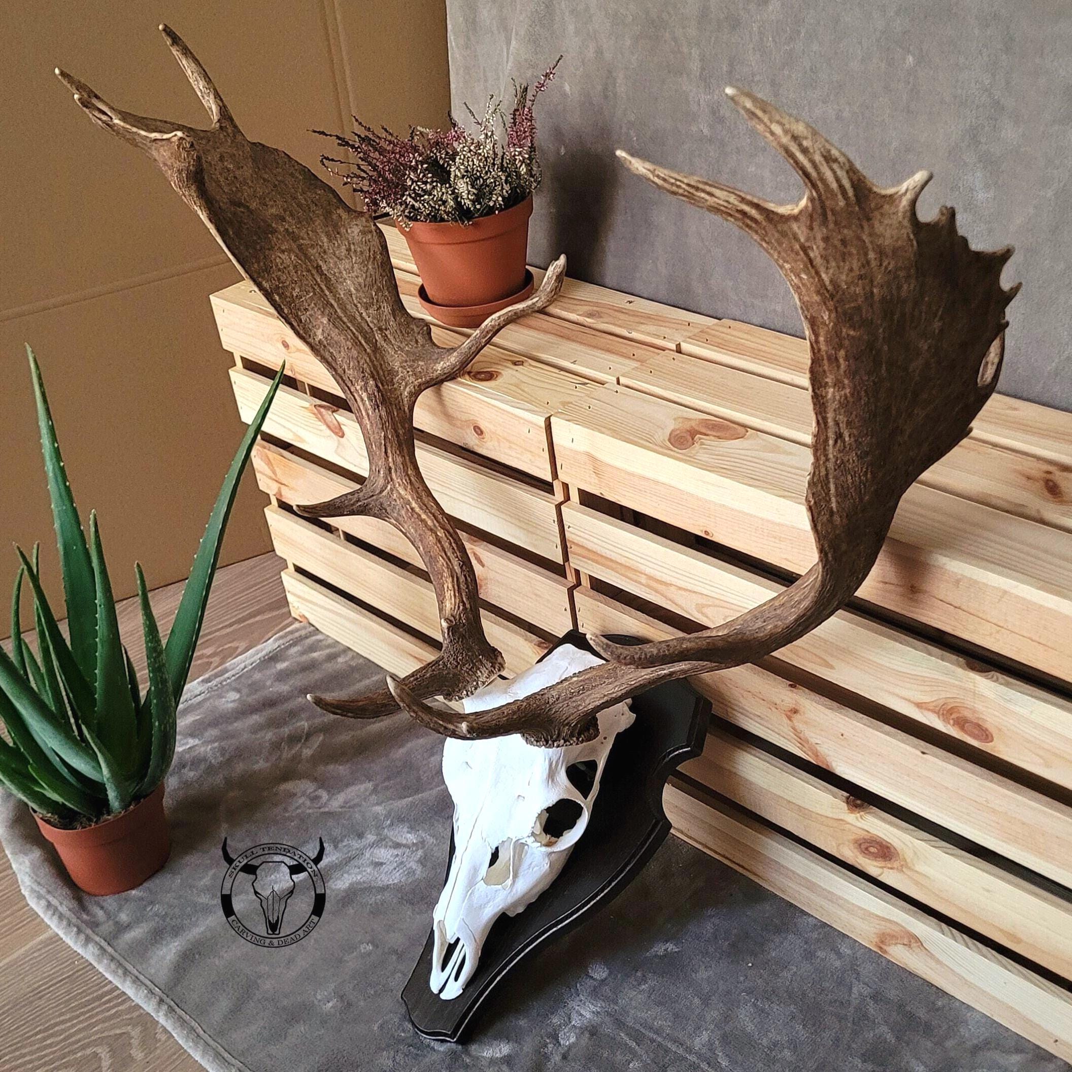 Fallow Deer Skull Trophy – Wall Mounted Antlers, Natural Home