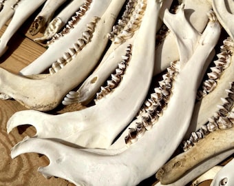 European red deer jawbone half, large 35 cm bone display for lodge decor