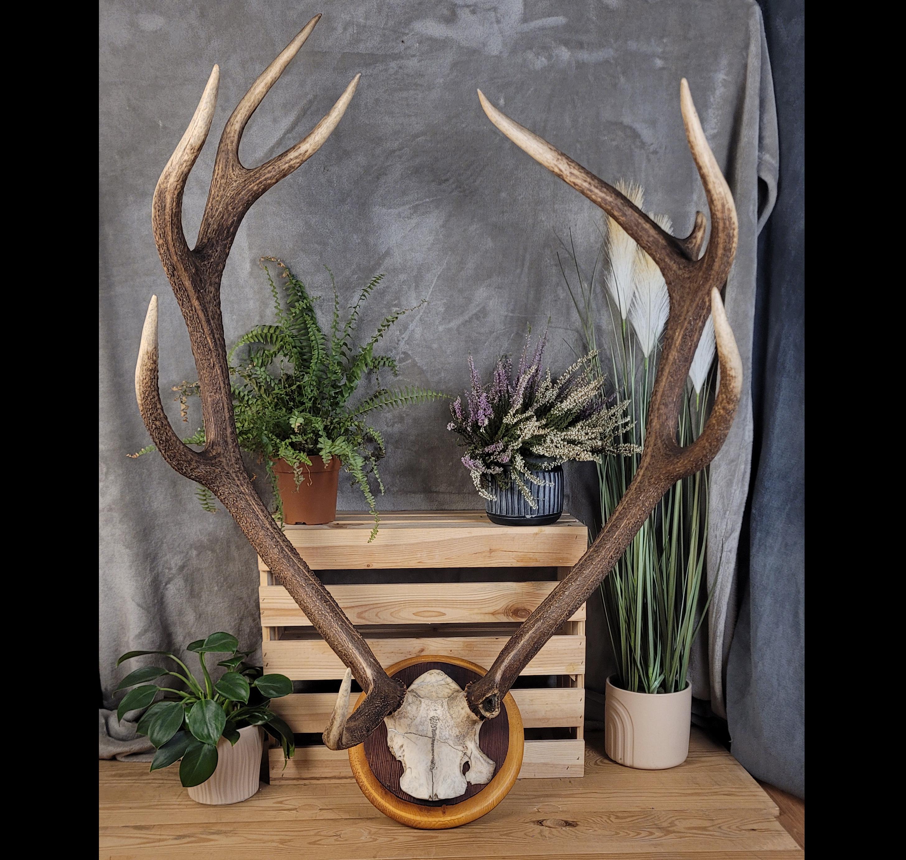 鹿の角 頭蓋骨付き 鹿の角(飾り) ○ コレクター必見 鹿の角 頭蓋骨付き