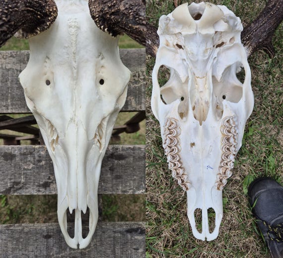 Red Deer Skull With Antlers – Cervus Elaphus Mount, Rustic