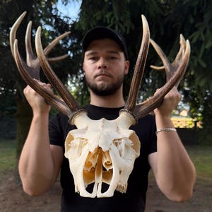 Real DEER antlers - red deer trophy, huntsman gift, wall mounted antlers, hunting decoration, skull lover gift, ranch decoration, farm decor