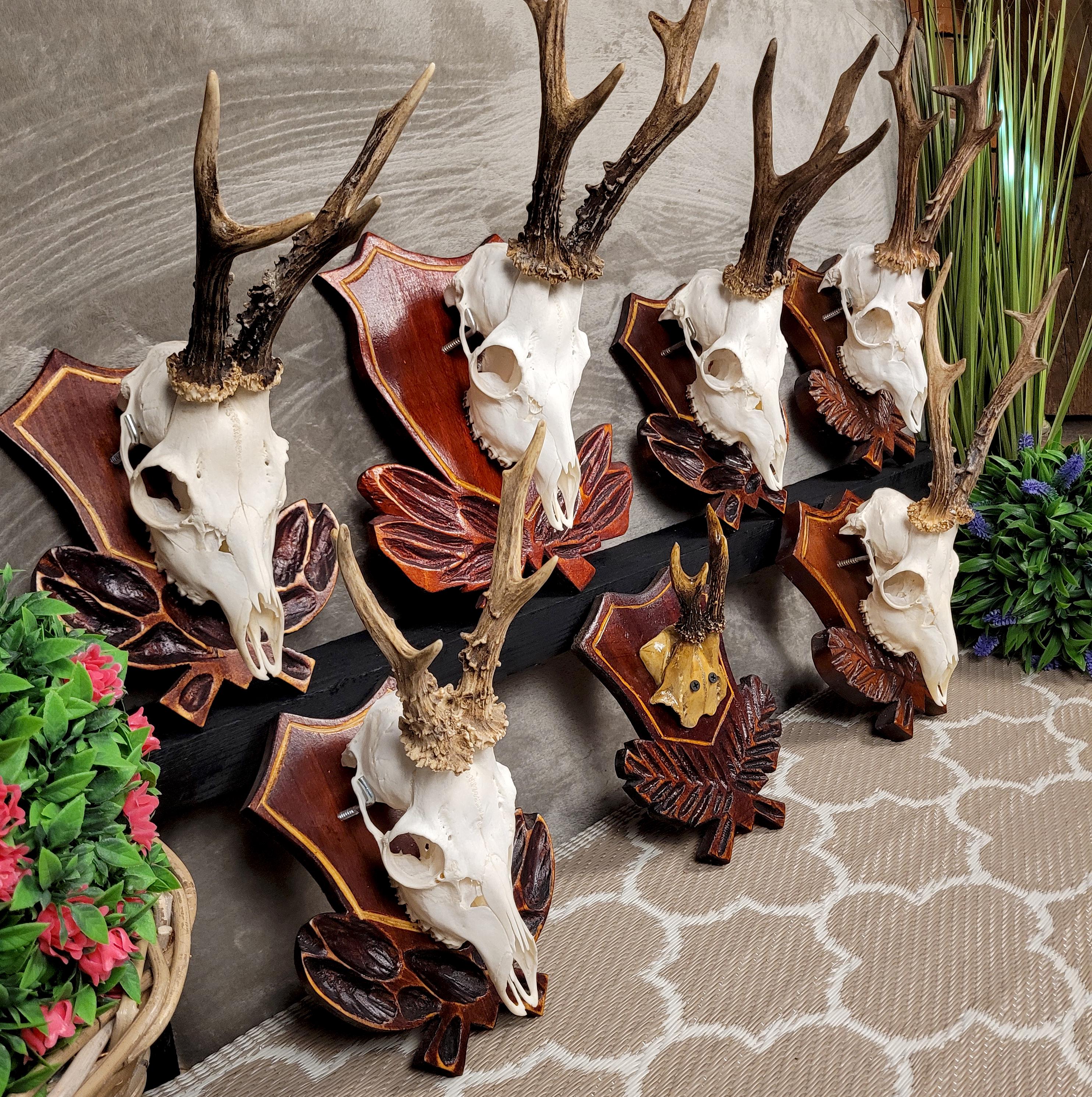 European Roe Deer Skull Mount on Carved Wooden Plaque With
