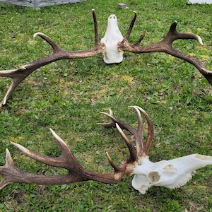 Rare real RED DEER Antlers with Skull - Unique Hunting Trophy! Expand Your Collection, Deformed Curved Antlers! #DeerHunting #UniqueDecor
