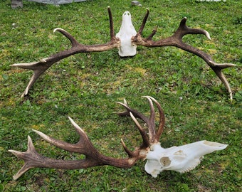 Rare real RED DEER Antlers with Skull - Unique Hunting Trophy! Expand Your Collection, Deformed Curved Antlers! #DeerHunting #UniqueDecor