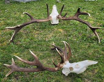 Rare real RED DEER Antlers with Skull - Unique Hunting Trophy! Expand Your Collection, Deformed Curved Antlers! #DeerHunting #UniqueDecor