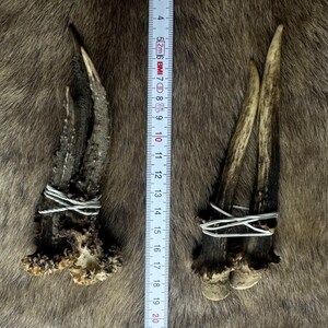 May include: Two sets of deer antlers, one dark brown and one light brown, are secured with white wire. A ruler shows the antlers are approximately 7 inches long. The antlers rest on a brown, textured surface.