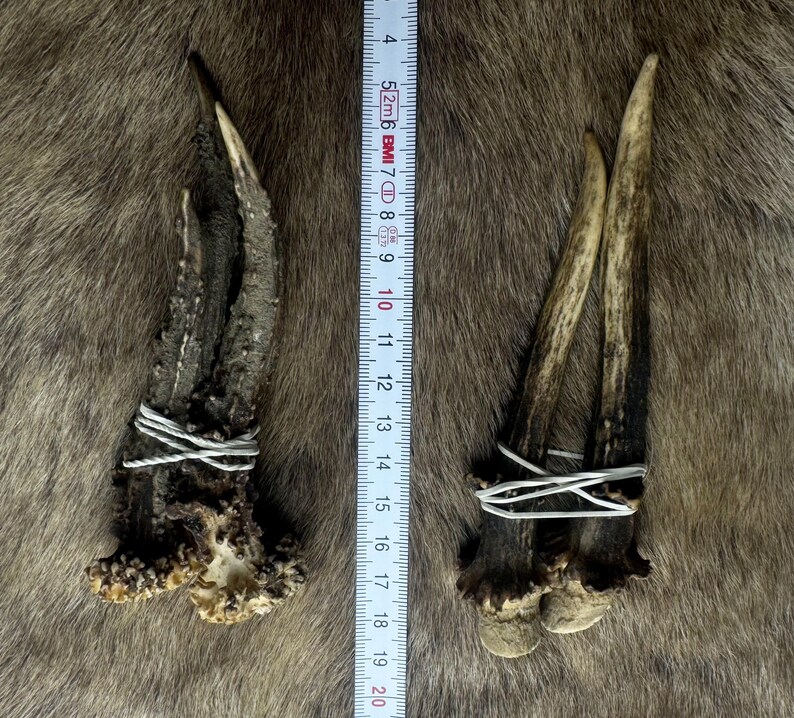 May include: Two sets of deer antlers, one dark brown and one light brown, are secured with white wire. A ruler shows the antlers are approximately 7 inches long. The antlers rest on a brown, textured surface.